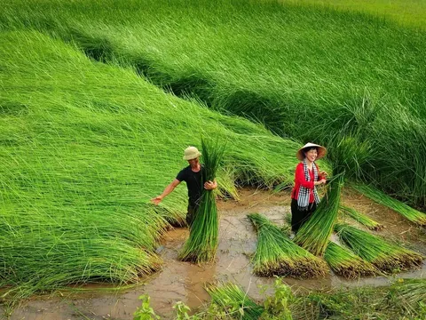 Nghề cói Kim Sơn: Những sợi cói nối dài giá trị di sản