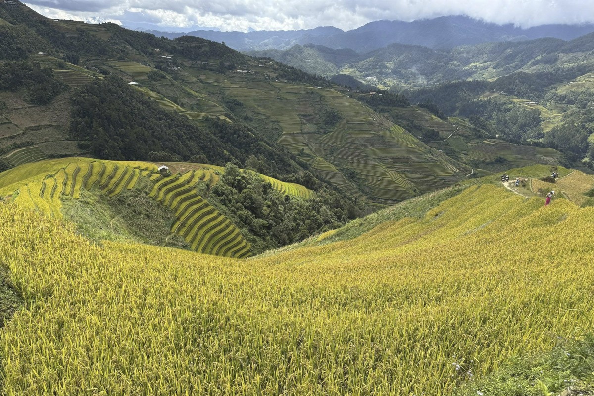 mucangchai5-1790673905 mucangchai5-1790673905.jpg